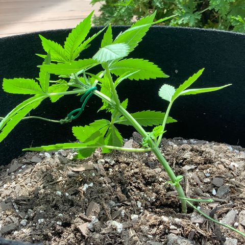 Gorilla Glue 2 7/25 growlog photo: 1pm LST