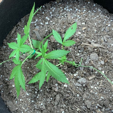 Gorilla Glue 2 7/25 growlog photo: 1pm LST