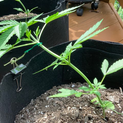 Gorilla Glue 1 7/23 growlog photo: 1pm LST