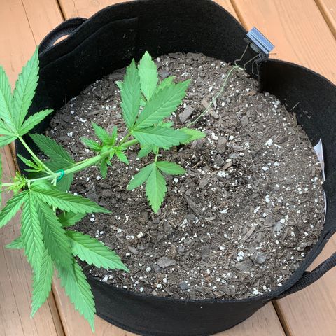 Gorilla Glue 1 7/23 growlog photo: 1pm LST