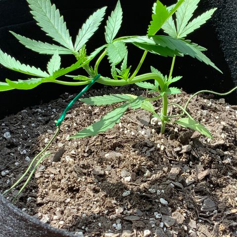 Bruce Banner 7/22 growlog photo: 4p
