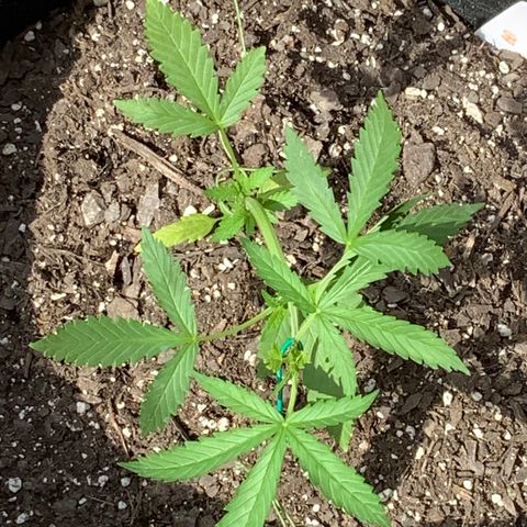 Bruce Banner 7/22 growlog photo: 4p
