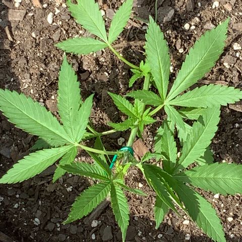 Gorilla Glue 2 7/25 growlog photo: 4p