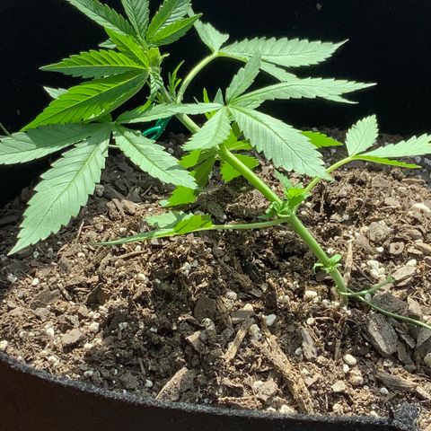 Gorilla Glue 2 7/25 growlog photo: 4p