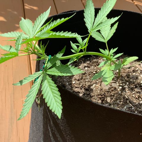 Gorilla Glue 1 7/23 growlog photo: 4p