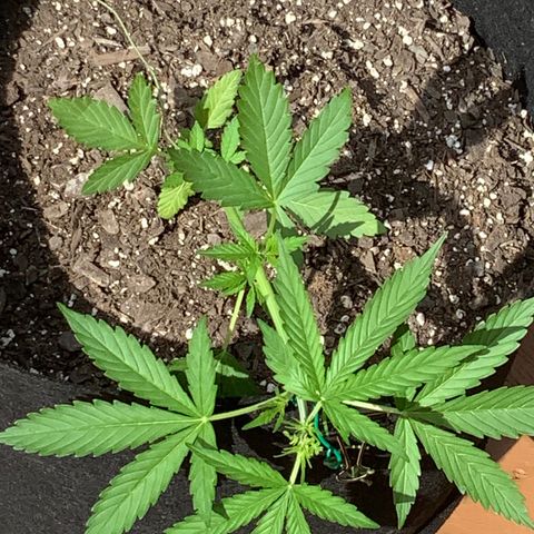 Gorilla Glue 1 7/23 growlog photo: 4p