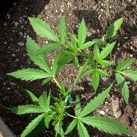 White Widow 7/25 growlog photo: 4p