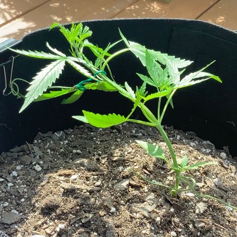 White Widow 7/25 growlog photo: 4p