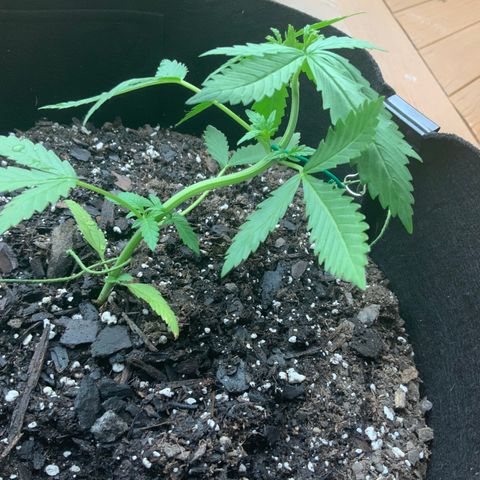 Bruce Banner 7/22 growlog photo: 7p