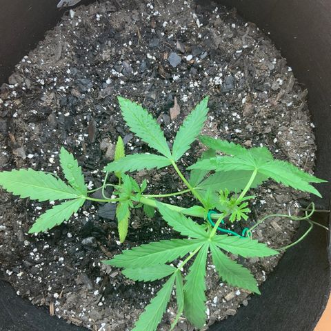 Bruce Banner 7/22 growlog photo: 7p