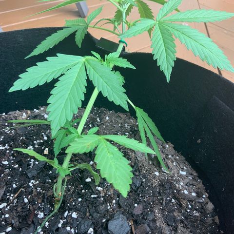 Gorilla Glue 1 7/23 growlog photo: 7p