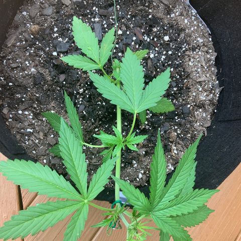 Gorilla Glue 1 7/23 growlog photo: 7p