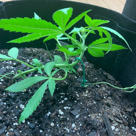 Gorilla Glue 2 7/25 growlog photo: 7p