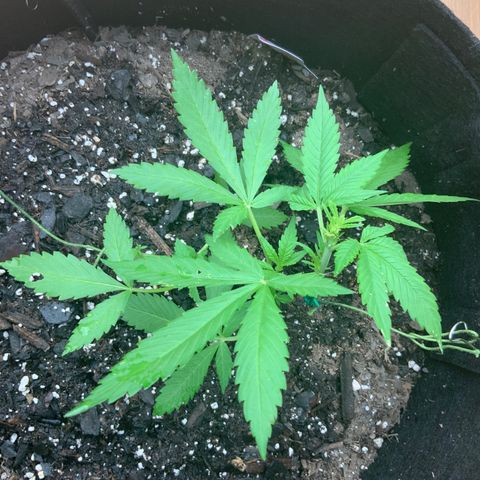 Gorilla Glue 2 7/25 growlog photo: 7p