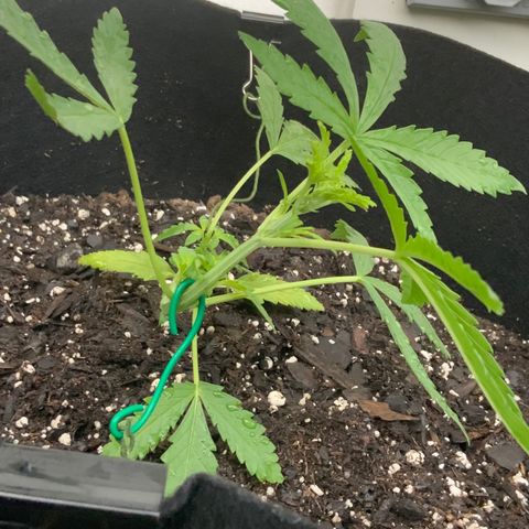 Bruce Banner 7/22 growlog photo: 7a