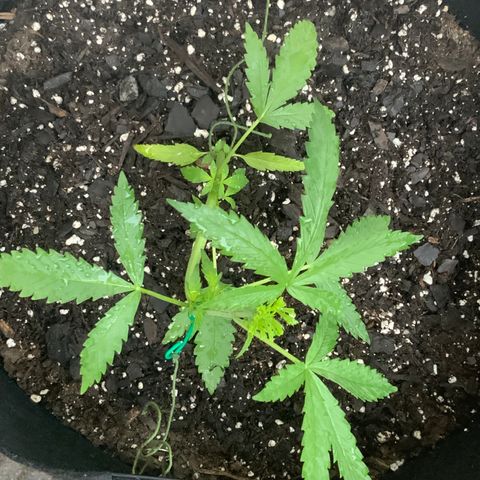 Bruce Banner 7/22 growlog photo: 7a