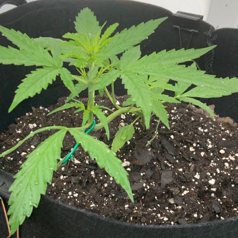 White Widow 7/25 growlog photo: 7a