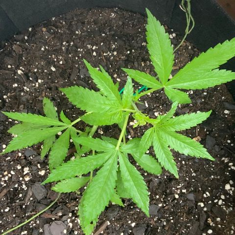 Gorilla Glue 2 7/25 growlog photo: 7a