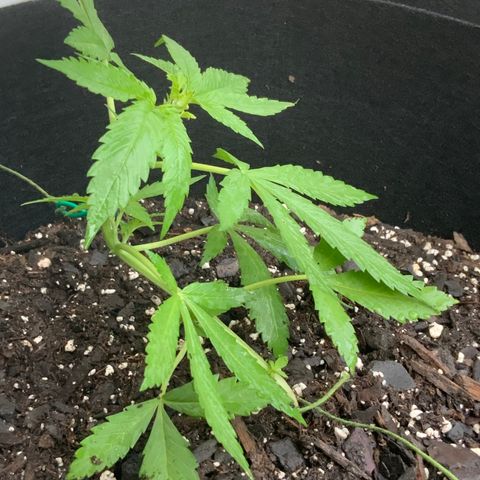 Gorilla Glue 2 7/25 growlog photo: 7a