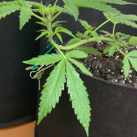Gorilla Glue 1 7/23 growlog photo: 7a