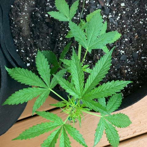 Gorilla Glue 1 7/23 growlog photo: 7a