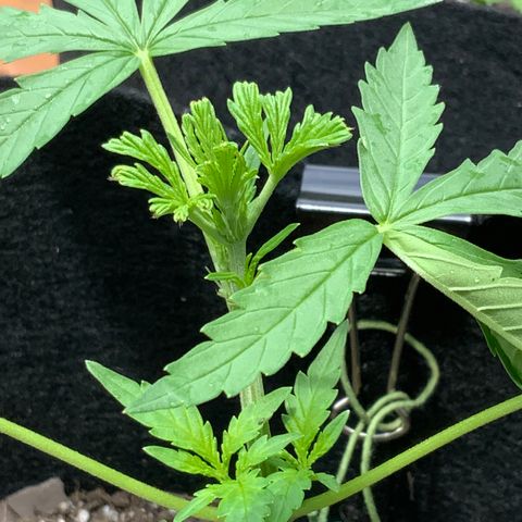 Bruce Banner 7/22 growlog photo: 1p top post FIM 
New growth 