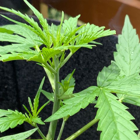 White Widow 7/25 growlog photo: 1p top post FIM 
New growth 