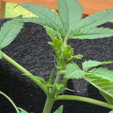 Gorilla Glue 2 7/25 growlog photo: 1p top post FIM 
New growth 