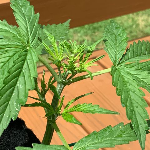 Gorilla Glue 1 7/23 growlog photo: 1p top post FIM 
New growth 