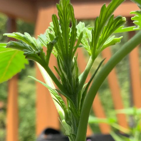 Bruce Banner 7/22 growlog photo: 1p top post FIM 
New growth 