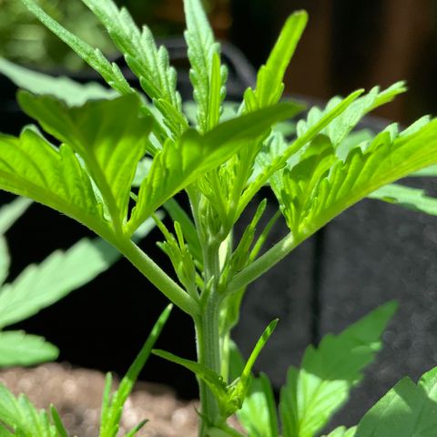 White Widow 7/25 growlog photo: 1p top post FIM 
New growth 