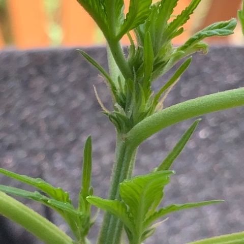Gorilla Glue 2 7/25 growlog photo: 1p top post FIM 
New growth 
