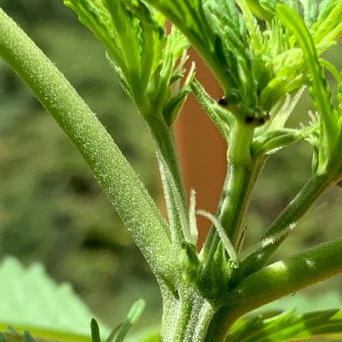Gorilla Glue 1 7/23 growlog photo: 1p top post FIM 
New growth 