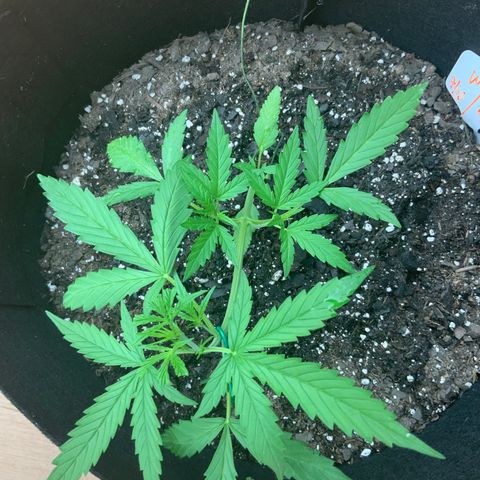 White Widow 7/25 growlog timeline photo
