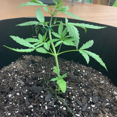 White Widow 7/25 growlog timeline photo
