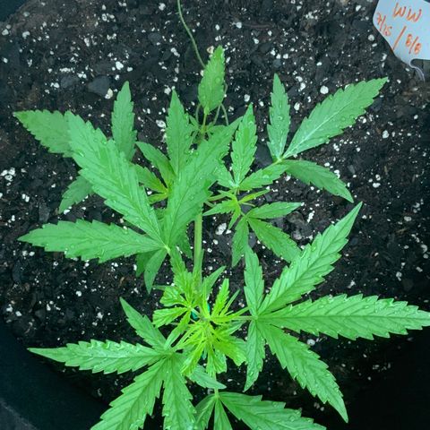 White Widow 7/25 growlog timeline photo