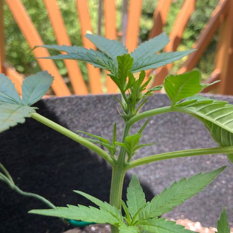 Gorilla Glue 2 7/25 growlog timeline photo