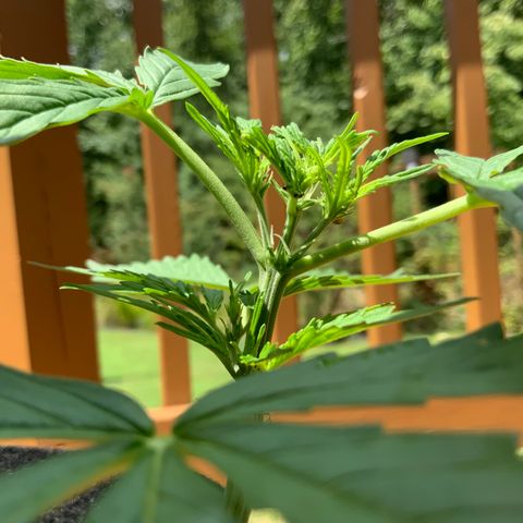 Gorilla Glue 1 7/23 growlog timeline photo
