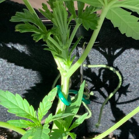 Bruce Banner 7/22 growlog photo: 6p 
New top growth at FIM site
New side growth and chutes