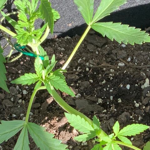 Bruce Banner 7/22 growlog photo: 6p 
New top growth at FIM site
New side growth and chutes