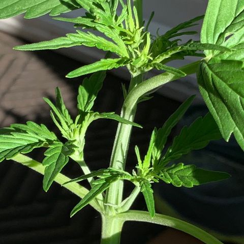 Gorilla Glue 1 7/23 growlog photo: 6p 
New top growth at FIM site
New side growth and chutes
Pre-flower beginning 