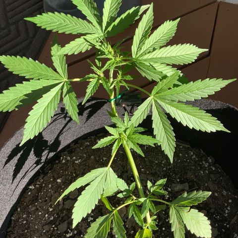 Gorilla Glue 1 7/23 growlog photo: 6p 
New top growth at FIM site
New side growth and chutes
Pre-flower beginning 