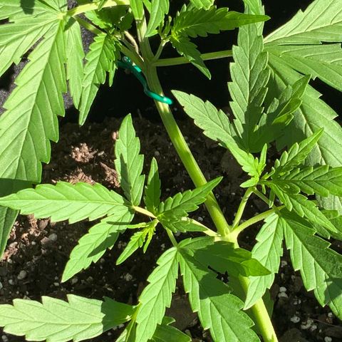 White Widow 7/25 growlog photo: 6p 
New top growth at FIM site
New side growth and chutes