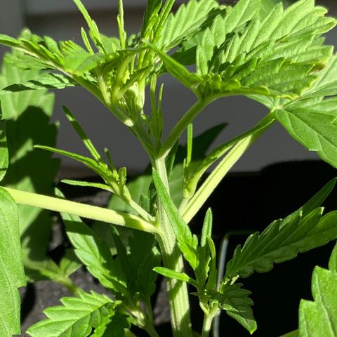 White Widow 7/25 growlog photo: 6p 
New top growth at FIM site
New side growth and chutes