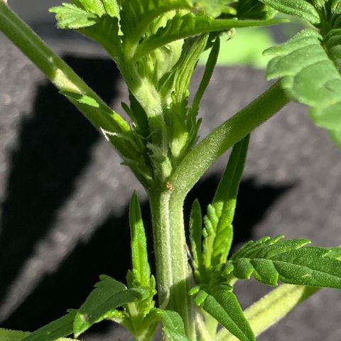 Gorilla Glue 2 7/25 growlog photo: 6p 
New top growth at FIM site
New side growth and chutes
Pre-flower beginning 