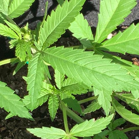 Gorilla Glue 2 7/25 growlog photo: 6p 
New top growth at FIM site
New side growth and chutes
Pre-flower beginning 