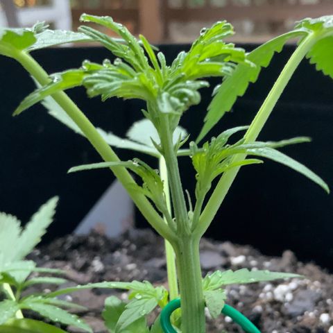 Bruce Banner 7/22 growlog photo: 8a
New growth, New chutes