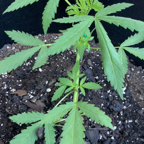 Bruce Banner 7/22 growlog photo: 8a
New growth, New chutes