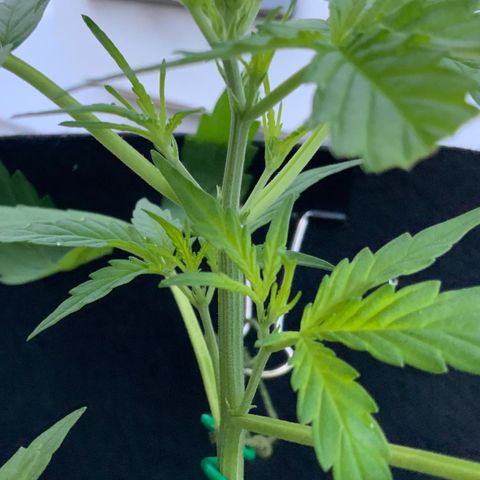 White Widow 7/25 growlog photo: 8a
New growth 
New chutes