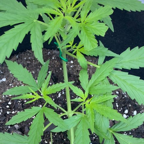 White Widow 7/25 growlog photo: 8a
New growth 
New chutes
